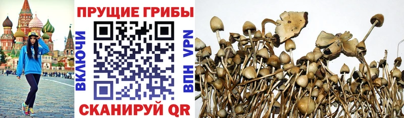 Псилоцибиновые грибы Psilocybine cubensis  купить наркоту  Льгов 